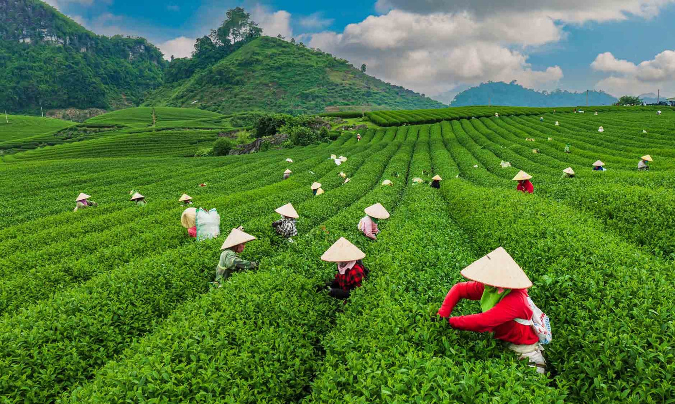 M&ecirc; mẩn đồi ch&egrave; Mộc Ch&acirc;u m&ugrave;a xu&acirc;n- Ảnh 6.