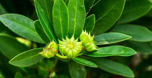 Việt Nam vừa xuất khẩu hơn 1.000 tấn hoa từ c&acirc;y &lsquo;bạc tỷ&rsquo;: Thu về hơn 4 triệu USD, doanh nghiệp n&agrave;o đ&oacute;ng g&oacute;p lớn nhất?- Ảnh 1.