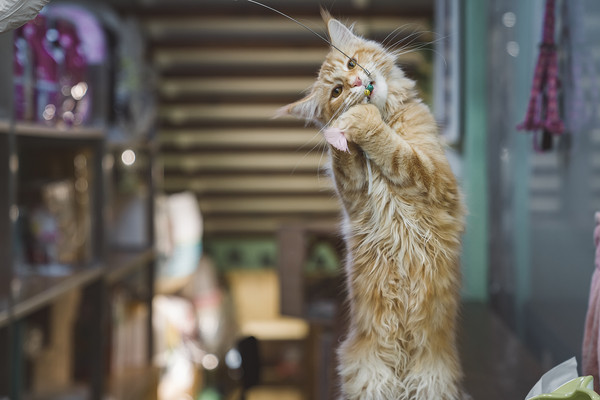 Người đ&agrave;n &ocirc;ng kiếm được 565 triệu đồng nhờ cho m&egrave;o của người kh&aacute;c ăn mấy ng&agrave;y Tết- Ảnh 1.