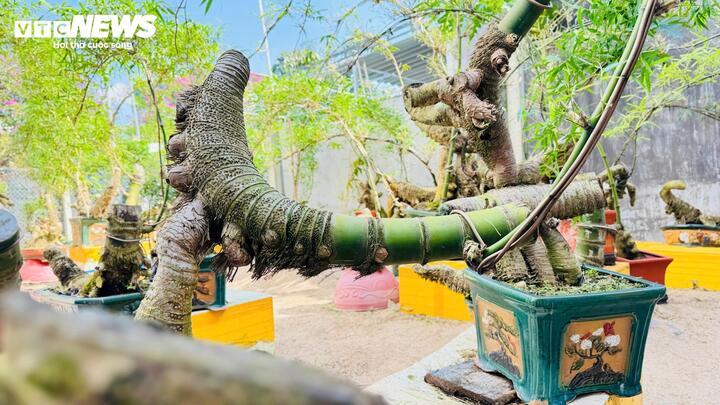 &ldquo;H&ocirc; biến&rdquo; gốc tre th&agrave;nh t&aacute;c phẩm bonsai độc đ&aacute;o- Ảnh 4.