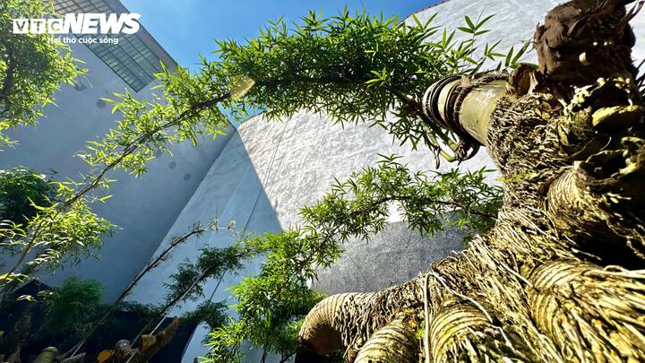 &ldquo;H&ocirc; biến&rdquo; gốc tre th&agrave;nh t&aacute;c phẩm bonsai độc đ&aacute;o- Ảnh 6.