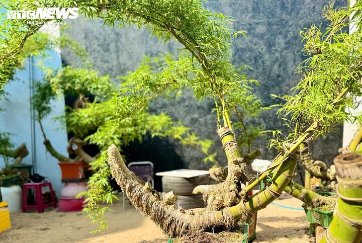 &ldquo;H&ocirc; biến&rdquo; gốc tre th&agrave;nh t&aacute;c phẩm bonsai độc đ&aacute;o- Ảnh 8.