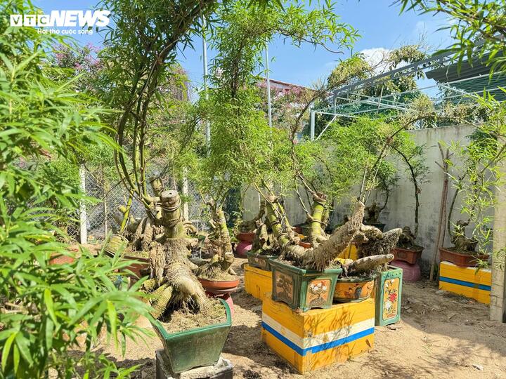 &ldquo;H&ocirc; biến&rdquo; gốc tre th&agrave;nh t&aacute;c phẩm bonsai độc đ&aacute;o- Ảnh 2.