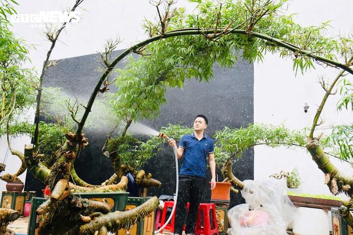 &ldquo;H&ocirc; biến&rdquo; gốc tre th&agrave;nh t&aacute;c phẩm bonsai độc đ&aacute;o- Ảnh 5.