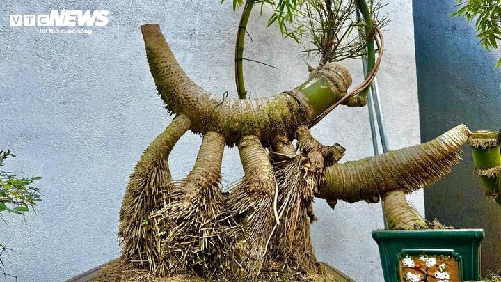 &ldquo;H&ocirc; biến&rdquo; gốc tre th&agrave;nh t&aacute;c phẩm bonsai độc đ&aacute;o- Ảnh 3.