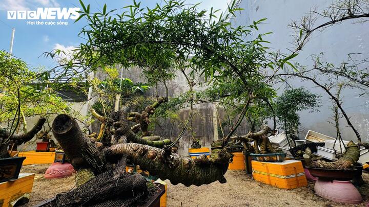 &ldquo;H&ocirc; biến&rdquo; gốc tre th&agrave;nh t&aacute;c phẩm bonsai độc đ&aacute;o- Ảnh 9.
