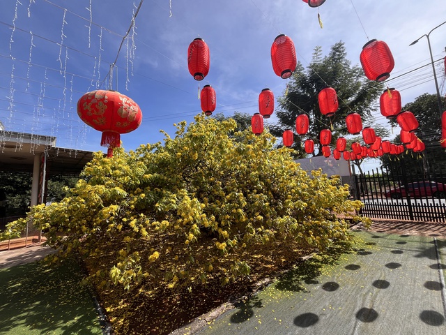 CLIP: Cây mai vàng tán khổng lồ, bung nở rực rỡ nổi tiếng ở Đồng Nai- Ảnh 7. CLIP: Cây mai vàng tán khổng lồ, bung nở rực rỡ nổi tiếng ở Đồng Nai- Ảnh 7.