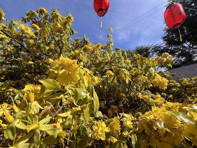 CLIP: Cây mai vàng tán khổng lồ, bung nở rực rỡ nổi tiếng ở Đồng Nai- Ảnh 8. CLIP: Cây mai vàng tán khổng lồ, bung nở rực rỡ nổi tiếng ở Đồng Nai- Ảnh 8.