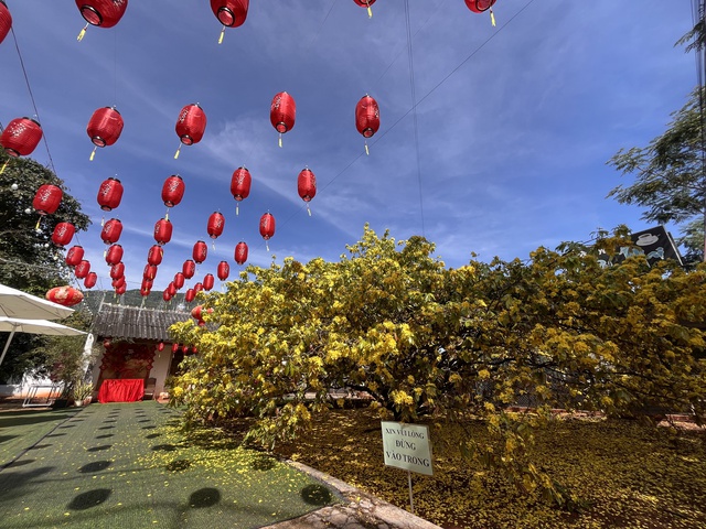 CLIP: Cây mai vàng tán khổng lồ, bung nở rực rỡ nổi tiếng ở Đồng Nai- Ảnh 2. CLIP: Cây mai vàng tán khổng lồ, bung nở rực rỡ nổi tiếng ở Đồng Nai- Ảnh 2.