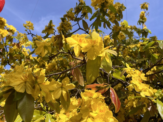 CLIP: Cây mai vàng tán khổng lồ, bung nở rực rỡ nổi tiếng ở Đồng Nai- Ảnh 11. CLIP: Cây mai vàng tán khổng lồ, bung nở rực rỡ nổi tiếng ở Đồng Nai- Ảnh 11.