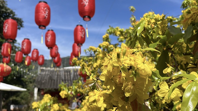 CLIP: Cây mai vàng tán khổng lồ, bung nở rực rỡ nổi tiếng ở Đồng Nai- Ảnh 10. CLIP: Cây mai vàng tán khổng lồ, bung nở rực rỡ nổi tiếng ở Đồng Nai- Ảnh 10.