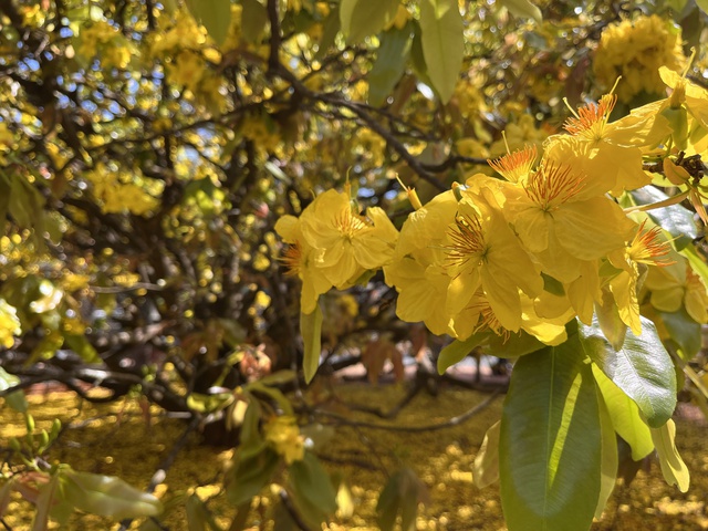 CLIP: Cây mai vàng tán khổng lồ, bung nở rực rỡ nổi tiếng ở Đồng Nai- Ảnh 12. CLIP: Cây mai vàng tán khổng lồ, bung nở rực rỡ nổi tiếng ở Đồng Nai- Ảnh 12.