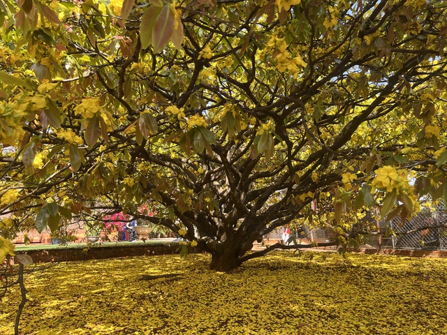 CLIP: Cây mai vàng tán khổng lồ, bung nở rực rỡ nổi tiếng ở Đồng Nai- Ảnh 3. CLIP: Cây mai vàng tán khổng lồ, bung nở rực rỡ nổi tiếng ở Đồng Nai- Ảnh 3.