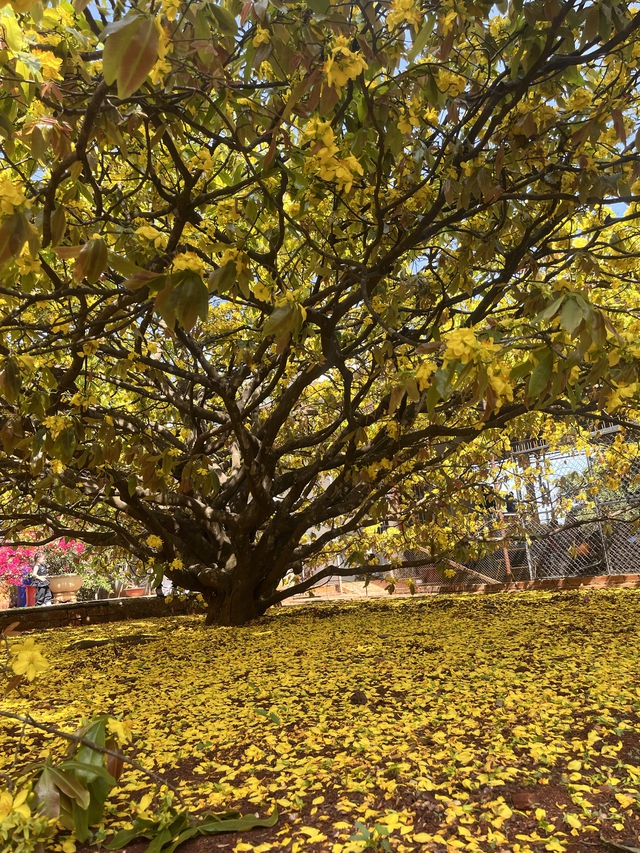 CLIP: Cây mai vàng tán khổng lồ, bung nở rực rỡ nổi tiếng ở Đồng Nai- Ảnh 4. CLIP: Cây mai vàng tán khổng lồ, bung nở rực rỡ nổi tiếng ở Đồng Nai- Ảnh 4.