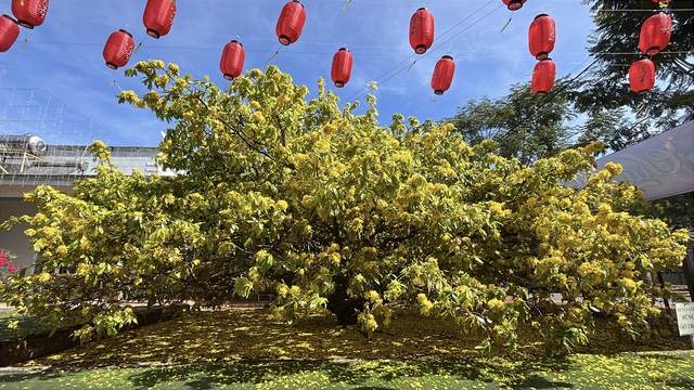 CLIP: Cây mai vàng tán khổng lồ, bung nở rực rỡ nổi tiếng ở Đồng Nai- Ảnh 13. CLIP: Cây mai vàng tán khổng lồ, bung nở rực rỡ nổi tiếng ở Đồng Nai- Ảnh 13.