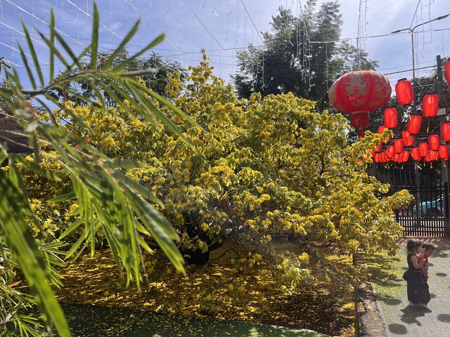 CLIP: Cây mai vàng tán khổng lồ, bung nở rực rỡ nổi tiếng ở Đồng Nai- Ảnh 14. CLIP: Cây mai vàng tán khổng lồ, bung nở rực rỡ nổi tiếng ở Đồng Nai- Ảnh 14.