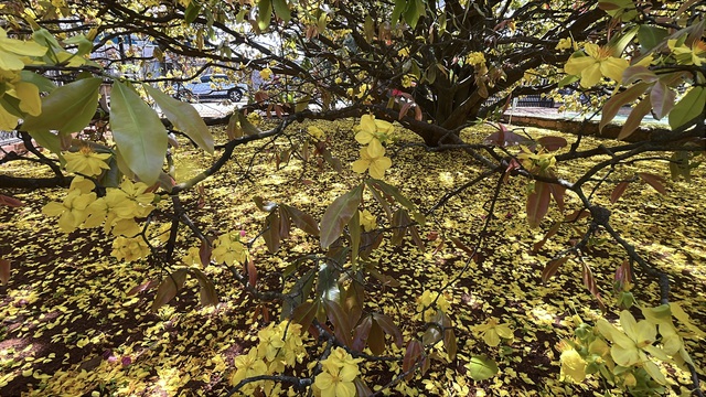 CLIP: Cây mai vàng tán khổng lồ, bung nở rực rỡ nổi tiếng ở Đồng Nai- Ảnh 15. CLIP: Cây mai vàng tán khổng lồ, bung nở rực rỡ nổi tiếng ở Đồng Nai- Ảnh 15.