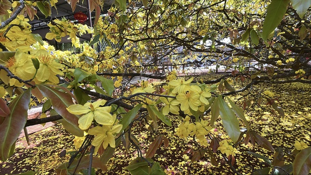 CLIP: Cây mai vàng tán khổng lồ, bung nở rực rỡ nổi tiếng ở Đồng Nai- Ảnh 17. CLIP: Cây mai vàng tán khổng lồ, bung nở rực rỡ nổi tiếng ở Đồng Nai- Ảnh 17.