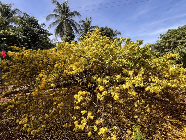 CLIP: Cây mai vàng tán khổng lồ, bung nở rực rỡ nổi tiếng ở Đồng Nai- Ảnh 16. CLIP: Cây mai vàng tán khổng lồ, bung nở rực rỡ nổi tiếng ở Đồng Nai- Ảnh 16.