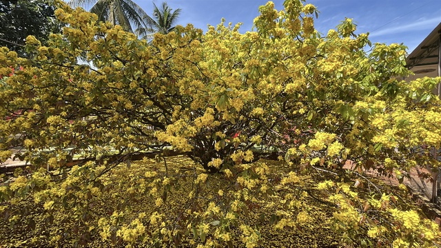 CLIP: Cây mai vàng tán khổng lồ, bung nở rực rỡ nổi tiếng ở Đồng Nai- Ảnh 1. CLIP: Cây mai vàng tán khổng lồ, bung nở rực rỡ nổi tiếng ở Đồng Nai- Ảnh 1.