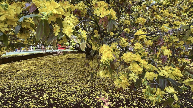 CLIP: Cây mai vàng tán khổng lồ, bung nở rực rỡ nổi tiếng ở Đồng Nai- Ảnh 19. CLIP: Cây mai vàng tán khổng lồ, bung nở rực rỡ nổi tiếng ở Đồng Nai- Ảnh 19.