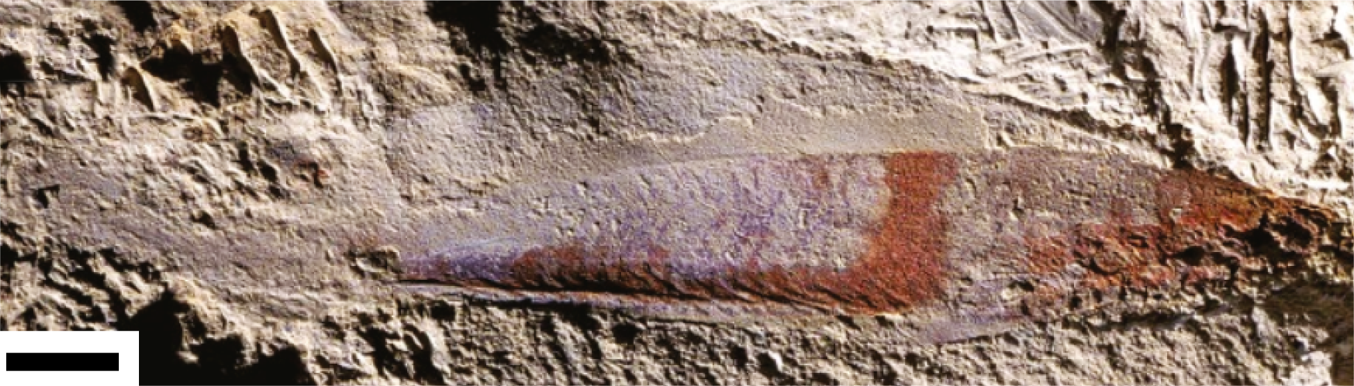 Ph&aacute;t hiện chấn động: Tổ ti&ecirc;n 500 triệu năm trước của lo&agrave;i người từng nh&igrave;n đời bằng bốn con mắt!- Ảnh 2.