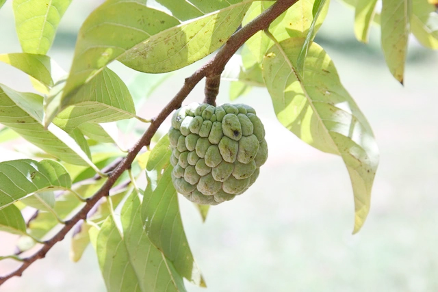 Lợi &iacute;ch chưa từng nghe tới từ loại quả quen thuộc, c&oacute; thể ph&ograve;ng ung thư, ngừa đột quỵ- Ảnh 1.