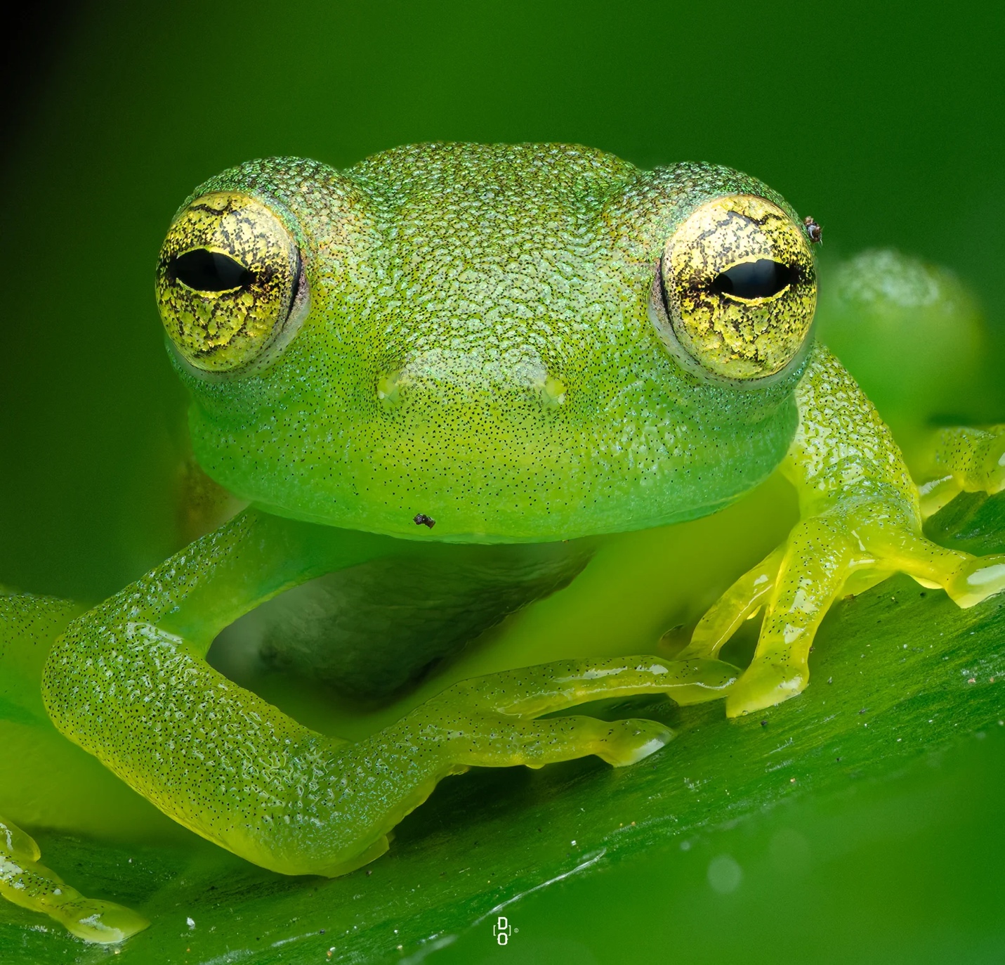 Cận cảnh c&ocirc;n tr&ugrave;ng, mở ra một thế giới lạ lẫm m&ecirc; ly- Ảnh 6.