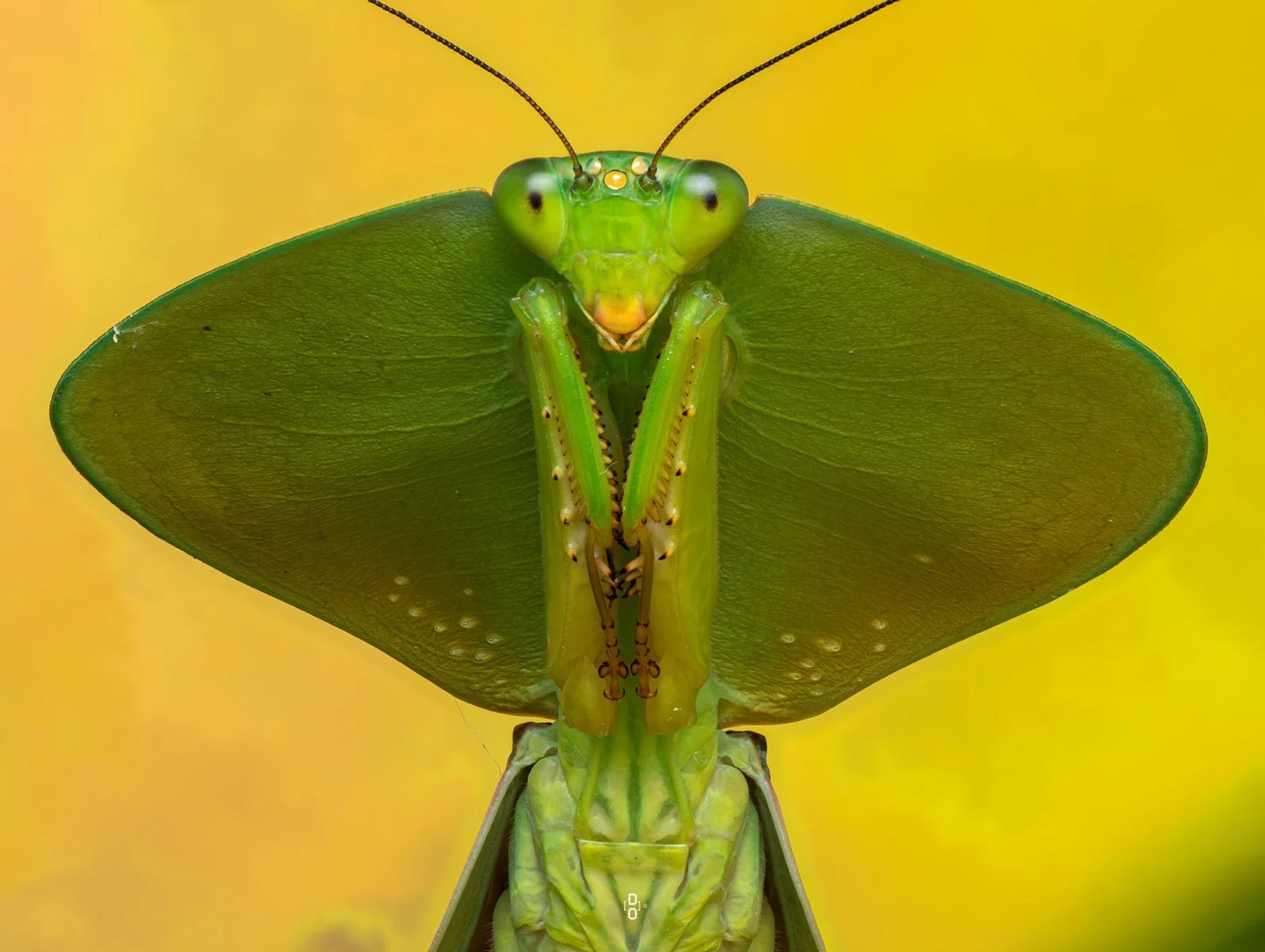 Cận cảnh c&ocirc;n tr&ugrave;ng, mở ra một thế giới lạ lẫm m&ecirc; ly- Ảnh 5.