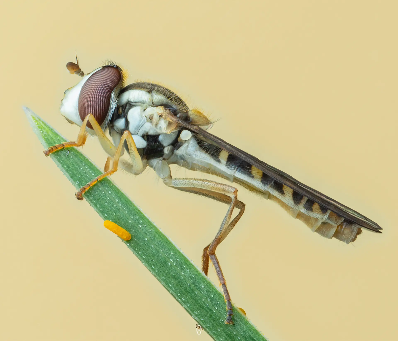 Cận cảnh c&ocirc;n tr&ugrave;ng, mở ra một thế giới lạ lẫm m&ecirc; ly- Ảnh 3.