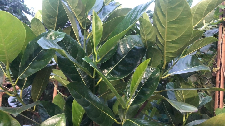 Giải rượu bằng l&aacute; m&iacute;t: Kinh nghiệm d&acirc;n gian hay chỉ l&agrave; lời đồn?- Ảnh 1.