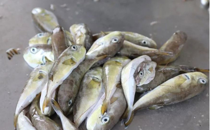 Hai ca nghi ngộ độc sau ăn c&aacute; n&oacute;c, Bộ Y tế y&ecirc;u cầu điều tra- Ảnh 1.