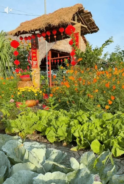 Tết trong khu vườn 3.000m2 ở miền T&acirc;y: Hoa nở rộ khắp vườn, gia chủ chăm ch&uacute;t từng kh&oacute;m hoa từ 2 th&aacute;ng trước- Ảnh 1.