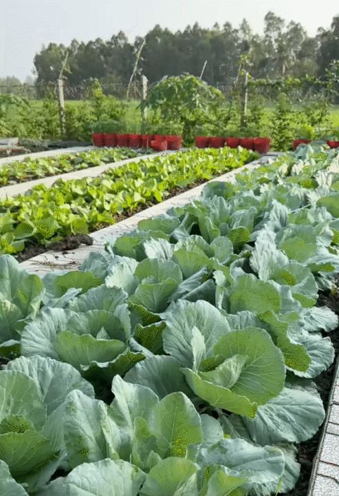 Tết trong khu vườn 3.000m2 ở miền T&acirc;y: Hoa nở rộ khắp vườn, gia chủ chăm ch&uacute;t từng kh&oacute;m hoa từ 2 th&aacute;ng trước- Ảnh 13.