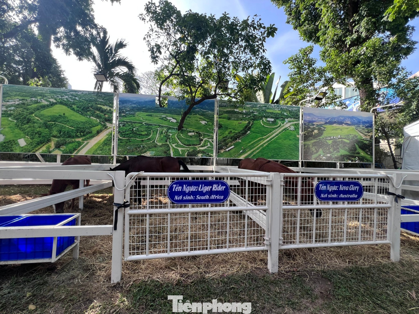 Du kh&aacute;ch xếp h&agrave;ng cưỡi 'tuấn m&atilde;'- Ảnh 11.