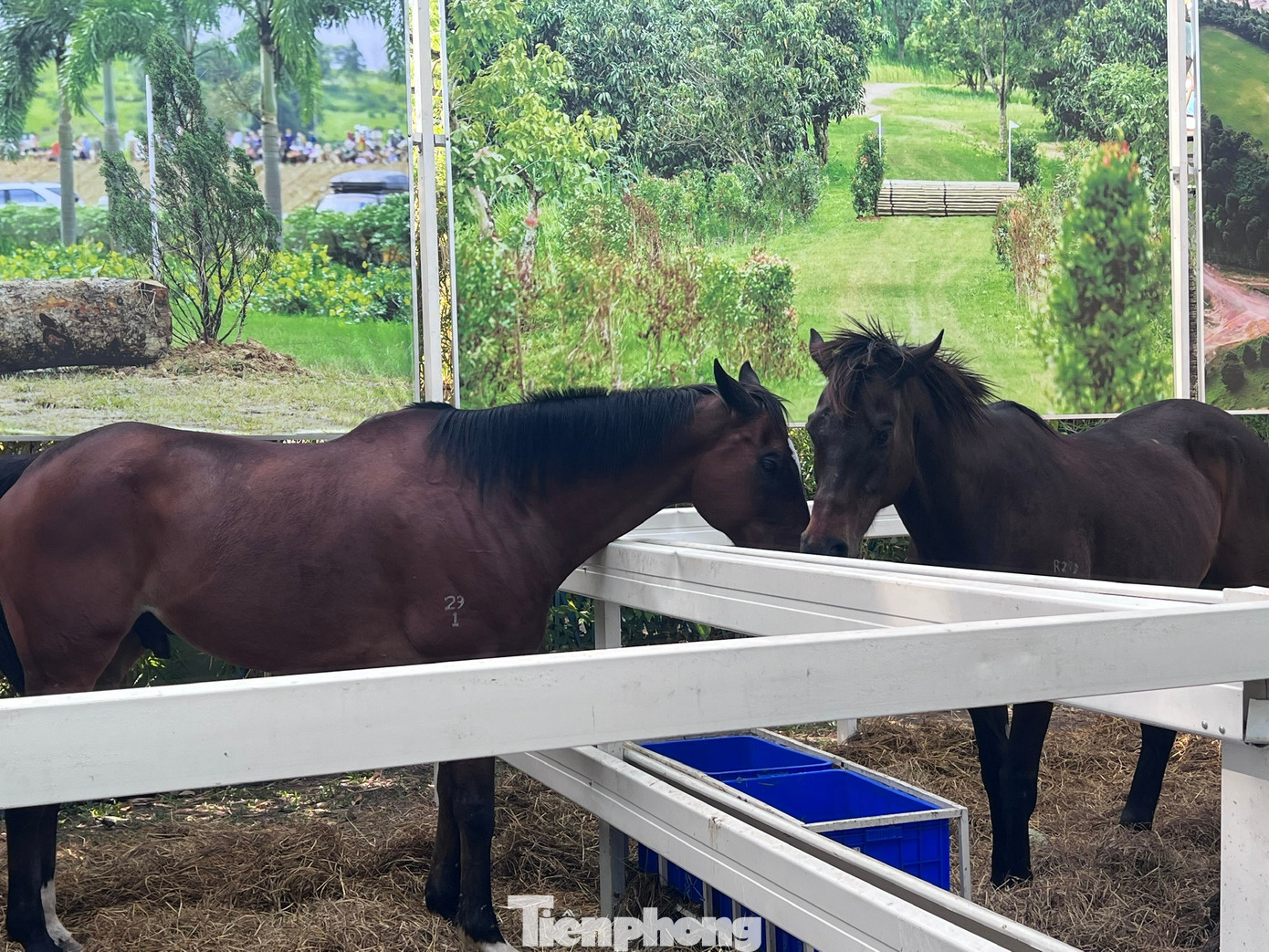 Du kh&aacute;ch xếp h&agrave;ng cưỡi 'tuấn m&atilde;'- Ảnh 10.