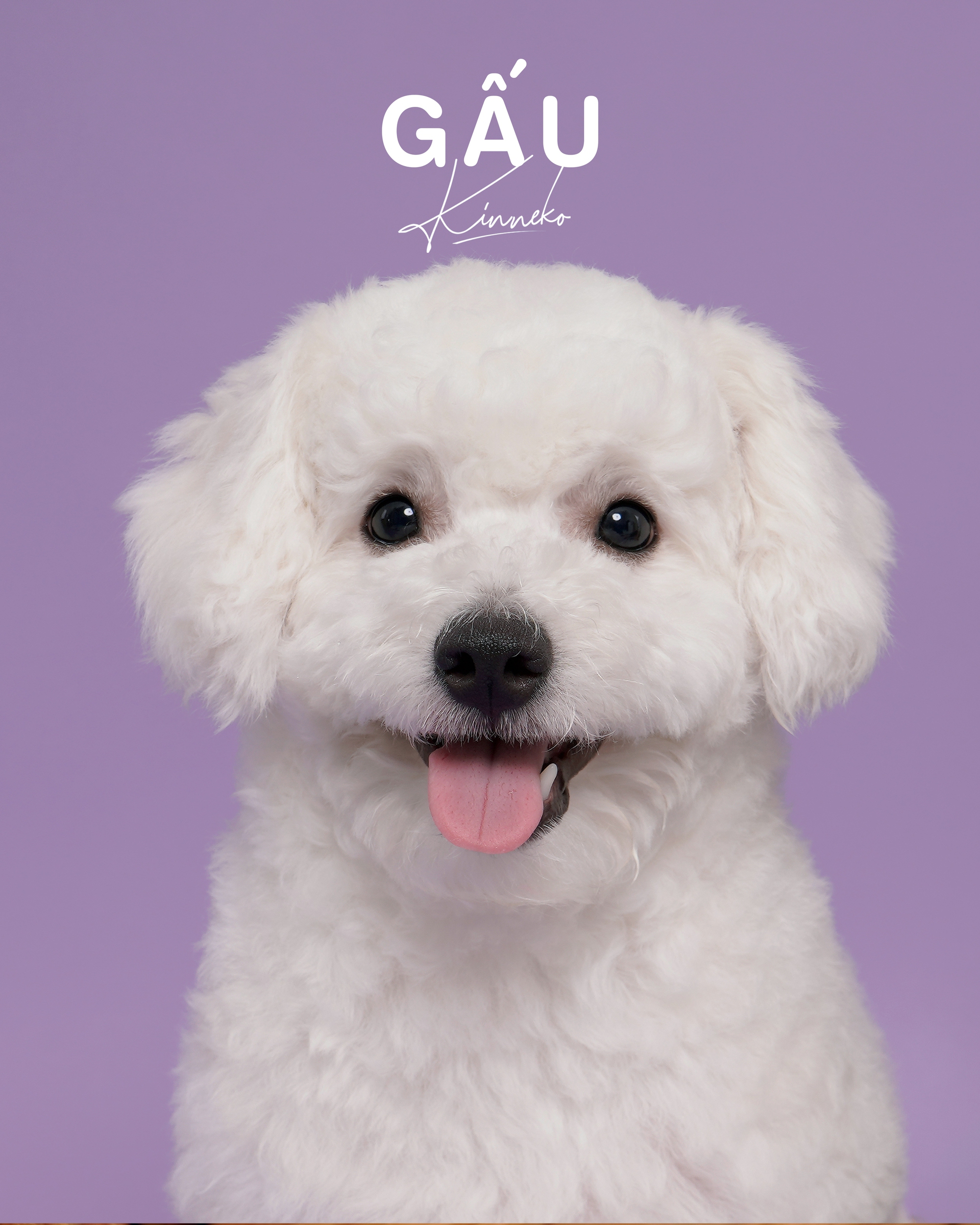 Dẫn th&uacute; cưng đến studio chuy&ecirc;n nghiệp, chụp ảnh ch&acirc;n dung ăn Tết: Dịch vụ đang hot, gi&aacute; cả ra sao?- Ảnh 12.