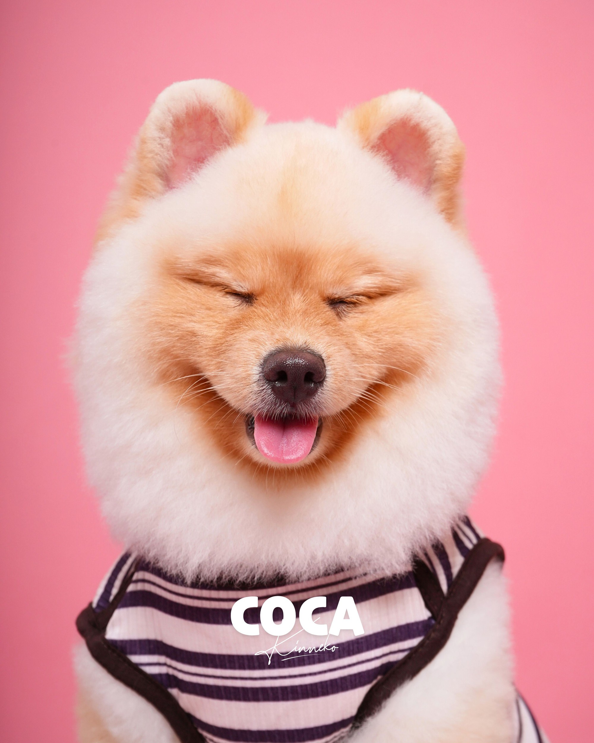 Dẫn th&uacute; cưng đến studio chuy&ecirc;n nghiệp, chụp ảnh ch&acirc;n dung ăn Tết: Dịch vụ đang hot, gi&aacute; cả ra sao?- Ảnh 14.