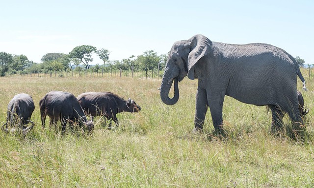 Con voi n&agrave;y tưởng m&igrave;nh l&agrave; tr&acirc;u, thậm ch&iacute; trở th&agrave;nh thủ lĩnh đ&agrave;n tr&acirc;u v&agrave; đ&atilde; giết chết 14 con tr&acirc;u đực đến th&aacute;ch đấu- Ảnh 3.