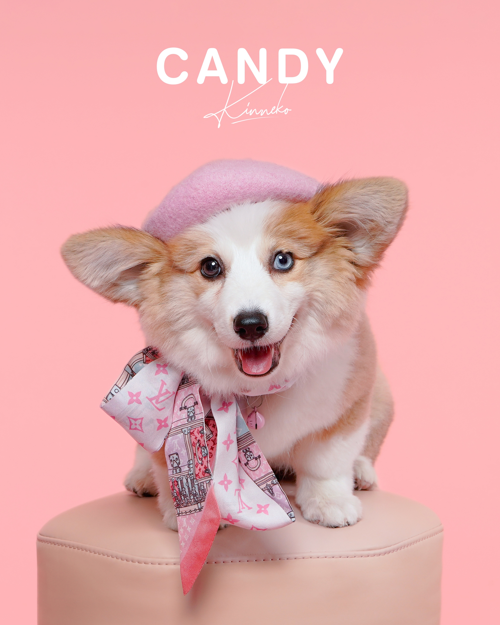 Dẫn th&uacute; cưng đến studio chuy&ecirc;n nghiệp, chụp ảnh ch&acirc;n dung ăn Tết: Dịch vụ đang hot, gi&aacute; cả ra sao?- Ảnh 11.