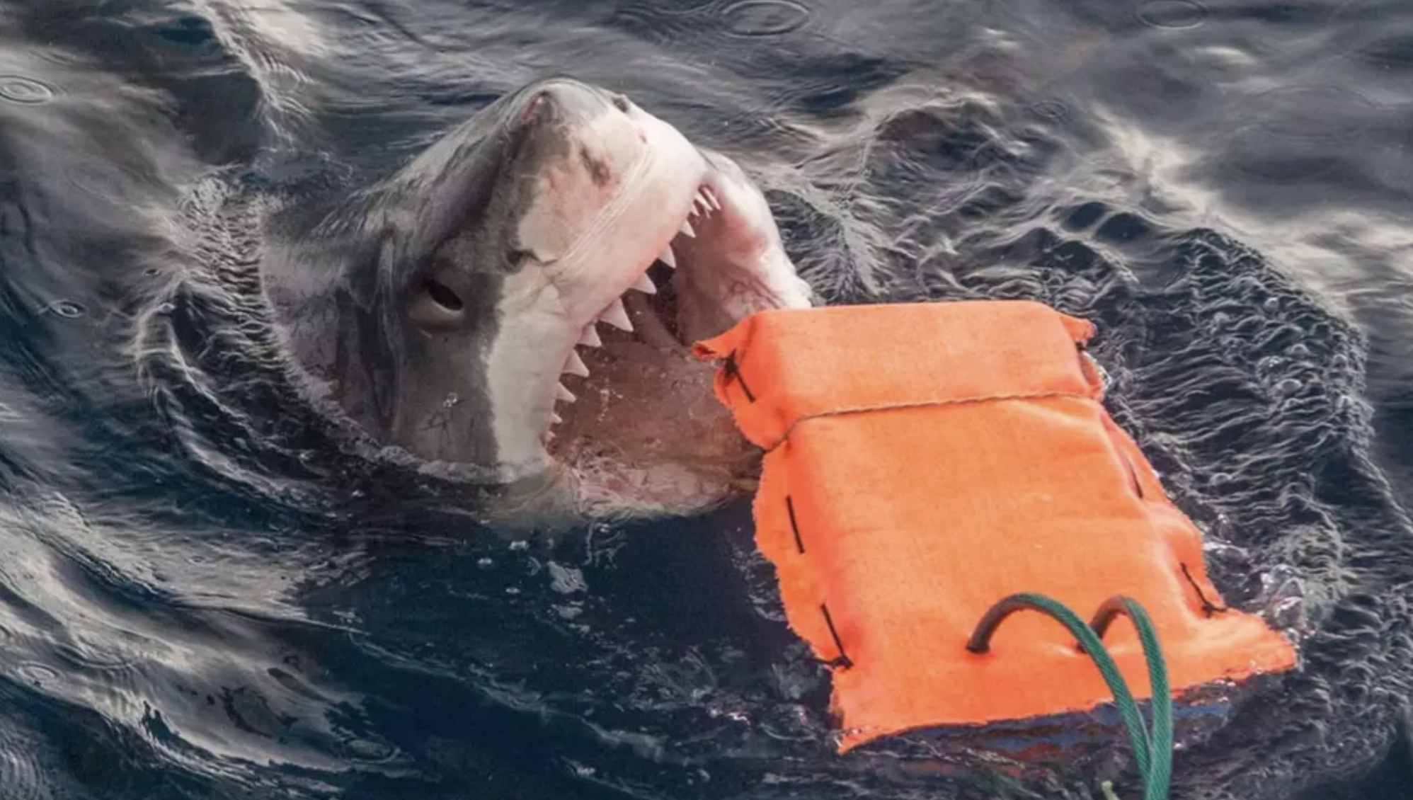 Cậu b&eacute; 13 tuổi bị c&aacute; mập tấn c&ocirc;ng tử vong tại một địa điểm du lịch nổi tiếng- Ảnh 1.