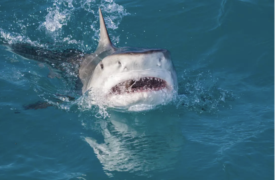 Cậu b&eacute; 13 tuổi bị c&aacute; mập tấn c&ocirc;ng tử vong tại một địa điểm du lịch nổi tiếng- Ảnh 2.