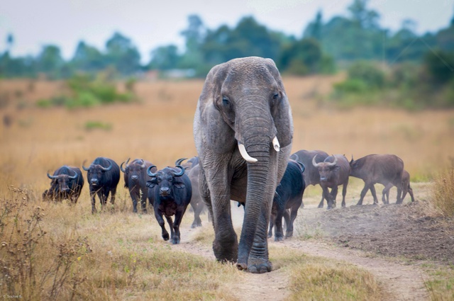 Con voi n&agrave;y tưởng m&igrave;nh l&agrave; tr&acirc;u, thậm ch&iacute; trở th&agrave;nh thủ lĩnh đ&agrave;n tr&acirc;u v&agrave; đ&atilde; giết chết 14 con tr&acirc;u đực đến th&aacute;ch đấu- Ảnh 2.