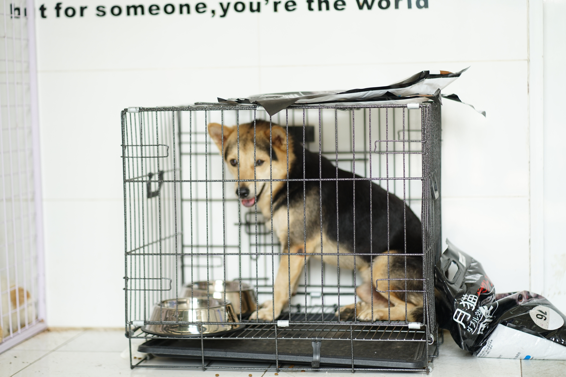 Cảnh tượng kh&ocirc;ng tưởng ở C&ocirc;ng an phường T&acirc;n Hưng: Người d&acirc;n li&ecirc;n tục t&igrave;m đến nhận diện ch&oacute; m&egrave;o bị mất, chuyện g&igrave; vậy?- Ảnh 9.