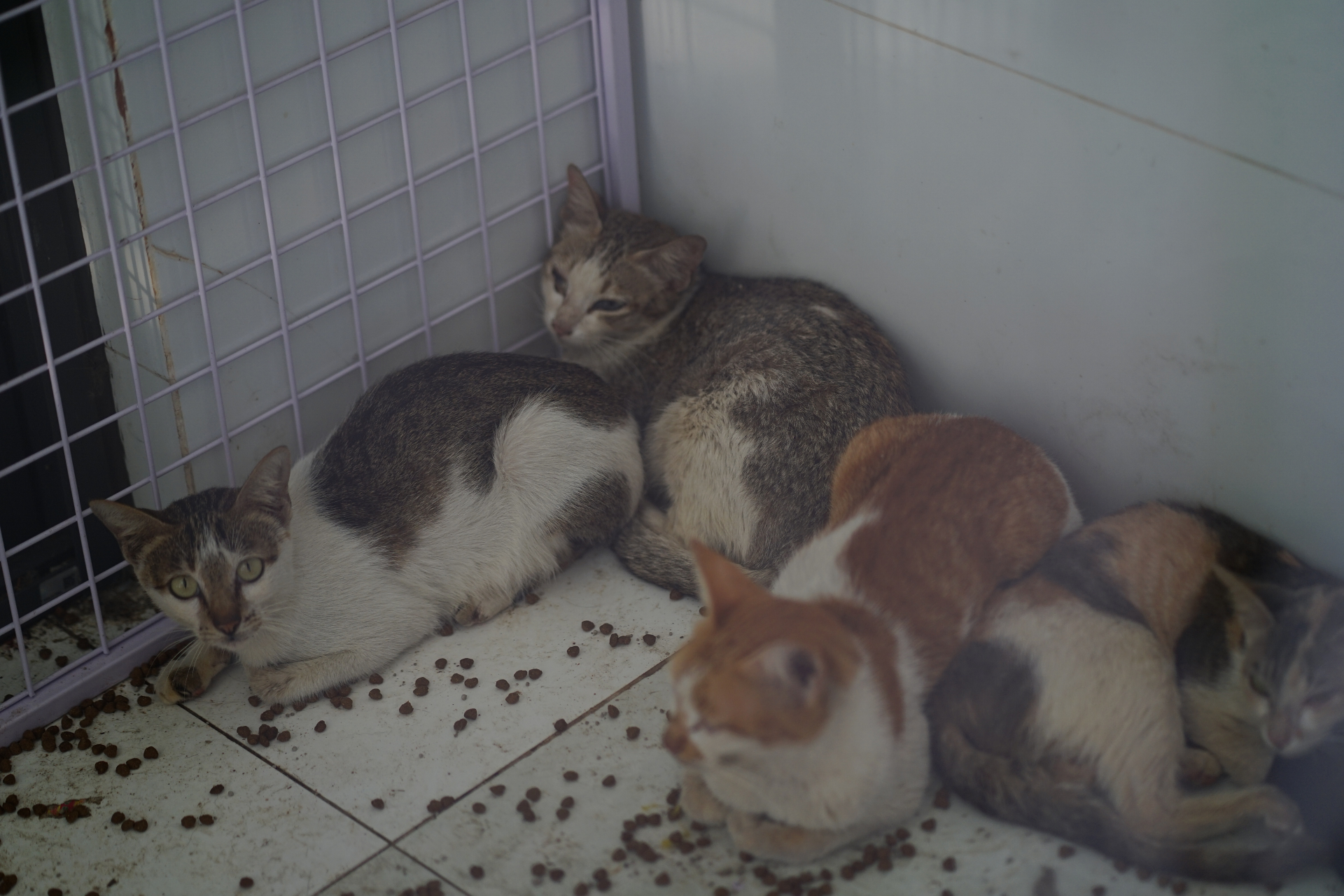 Cảnh tượng kh&ocirc;ng tưởng ở C&ocirc;ng an phường T&acirc;n Hưng: Người d&acirc;n li&ecirc;n tục t&igrave;m đến nhận diện ch&oacute; m&egrave;o bị mất, chuyện g&igrave; vậy?- Ảnh 7.