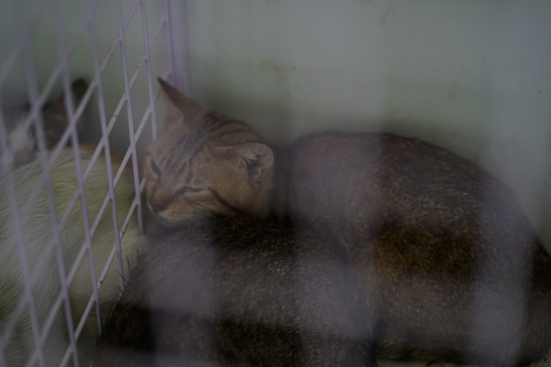 Cảnh tượng kh&ocirc;ng tưởng ở C&ocirc;ng an phường T&acirc;n Hưng: Người d&acirc;n li&ecirc;n tục t&igrave;m đến nhận diện ch&oacute; m&egrave;o bị mất, chuyện g&igrave; vậy?- Ảnh 6.