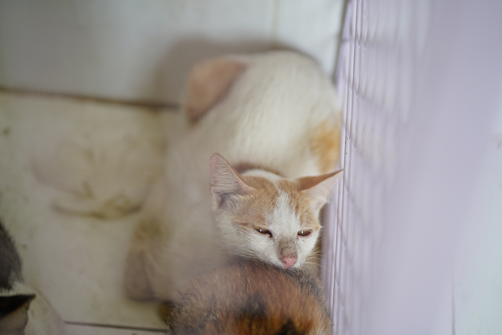 Cảnh tượng kh&ocirc;ng tưởng ở C&ocirc;ng an phường T&acirc;n Hưng: Người d&acirc;n li&ecirc;n tục t&igrave;m đến nhận diện ch&oacute; m&egrave;o bị mất, chuyện g&igrave; vậy?- Ảnh 4.