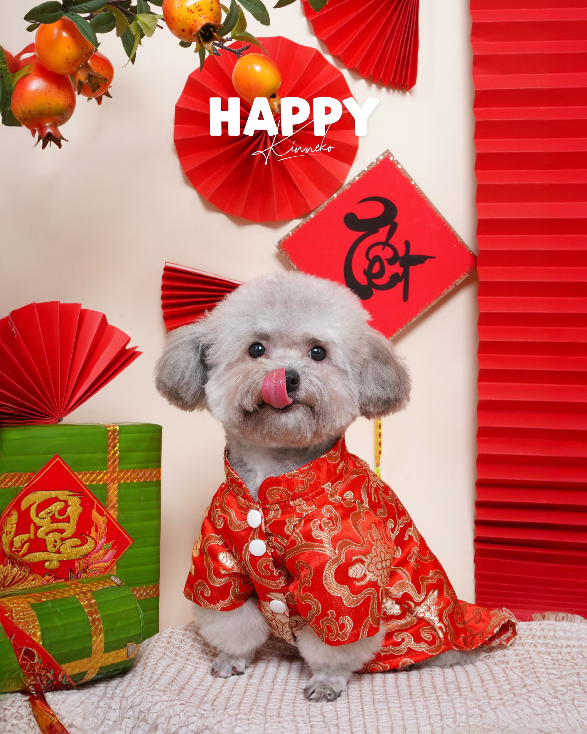 Dẫn th&uacute; cưng đến studio chuy&ecirc;n nghiệp, chụp ảnh ch&acirc;n dung ăn Tết: Dịch vụ đang hot, gi&aacute; cả ra sao?- Ảnh 4.