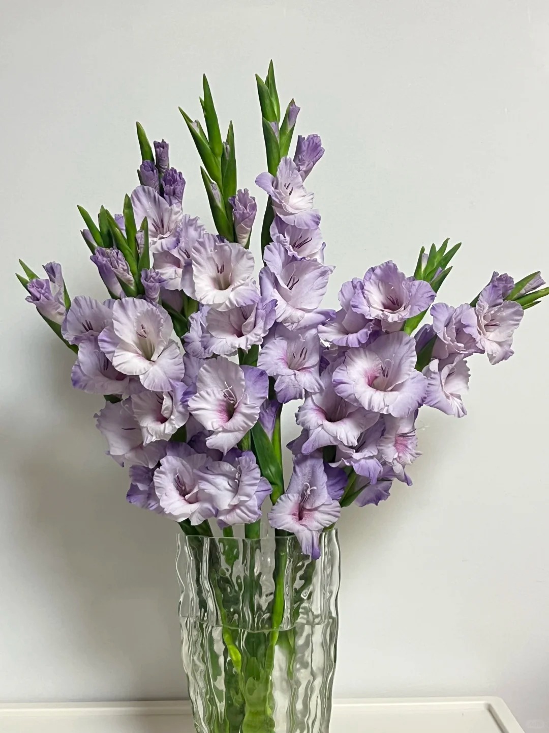 Hơn 1,2 vạn người đ&atilde; &aacute;p dụng: C&aacute;ch chăm lay ơn nở đều tăm tắp, bền xuy&ecirc;n Tết kh&ocirc;ng phải ai cũng biết- Ảnh 7.