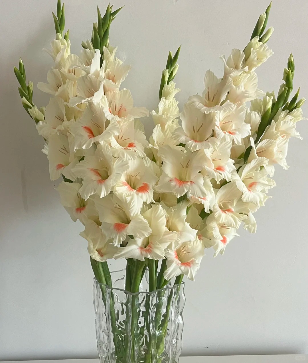 Hơn 1,2 vạn người đ&atilde; &aacute;p dụng: C&aacute;ch chăm lay ơn nở đều tăm tắp, bền xuy&ecirc;n Tết kh&ocirc;ng phải ai cũng biết- Ảnh 5.